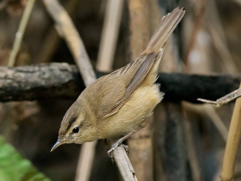 Black-browed Reed Warbler