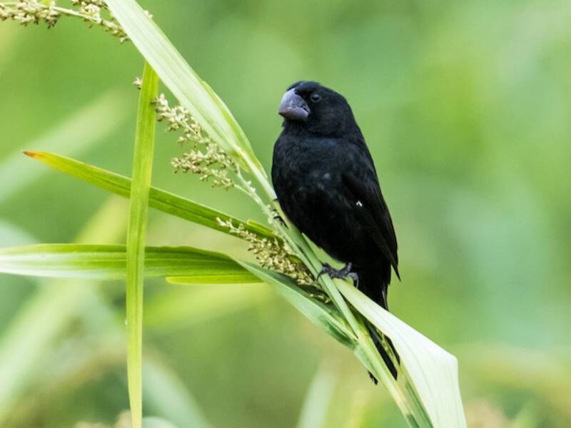 Black-billed Seed-Finch, Photos 3