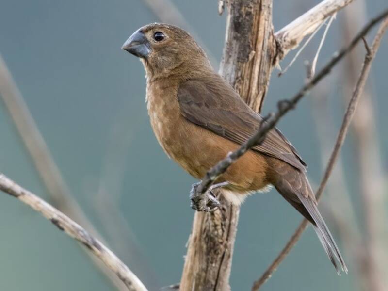 Black-billed Seed-Finch, Photos 2