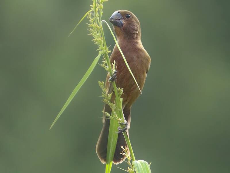 Black-billed Seed-Finch, Photos 4