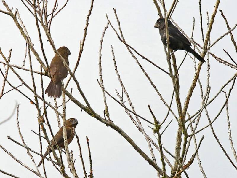 Black-billed Seed-Finch