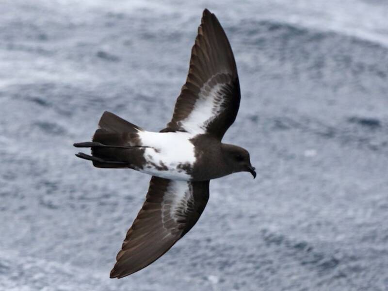 Black-bellied Storm-Petrel, Photos 3