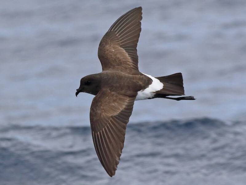 Black-bellied Storm-Petrel