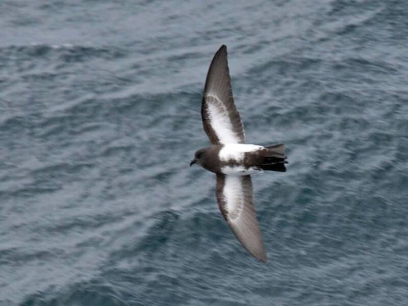 Black-bellied Storm-Petrel, Photos 2