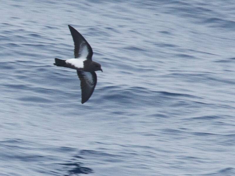 Black-bellied Storm-Petrel, Photos 4