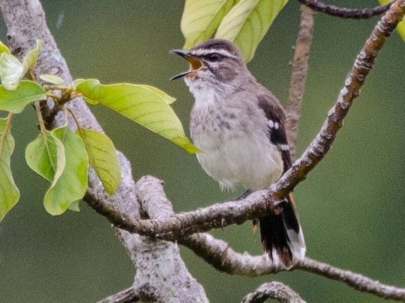 Usignolo delle boscaglie dorsorossiccio, Foto 3