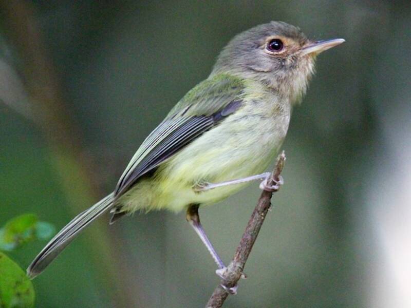 Buff-breasted Tody-Tyrant, Photos 4