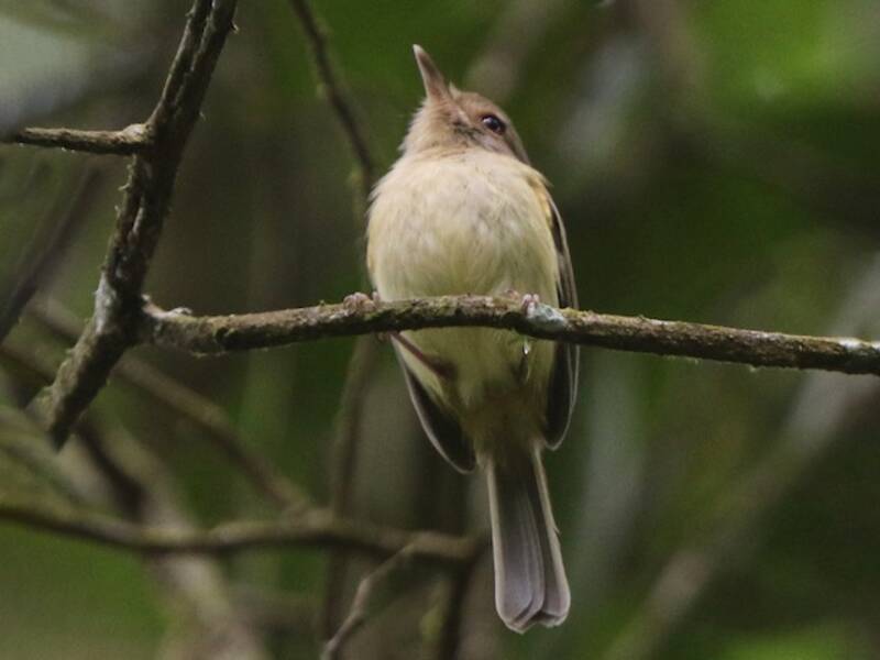 Buff-breasted Tody-Tyrant, Photos 2