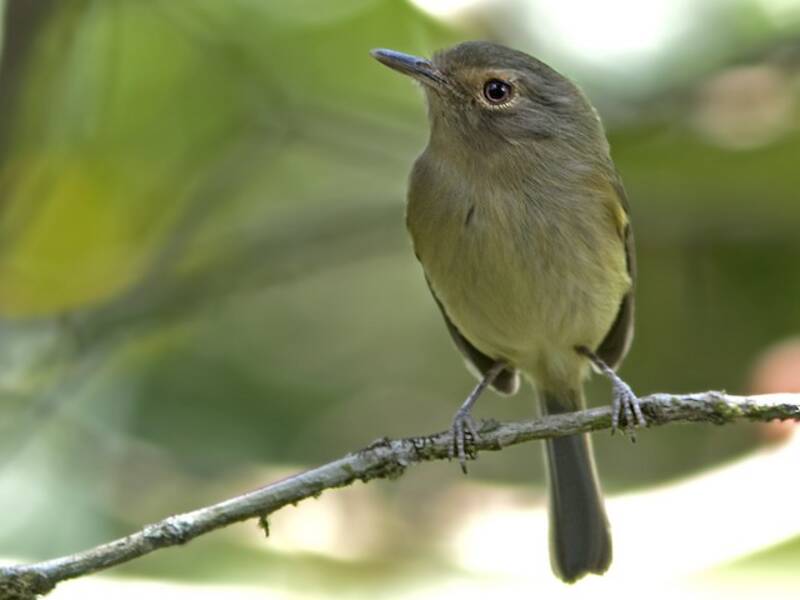 Buff-breasted Tody-Tyrant, Photos 3