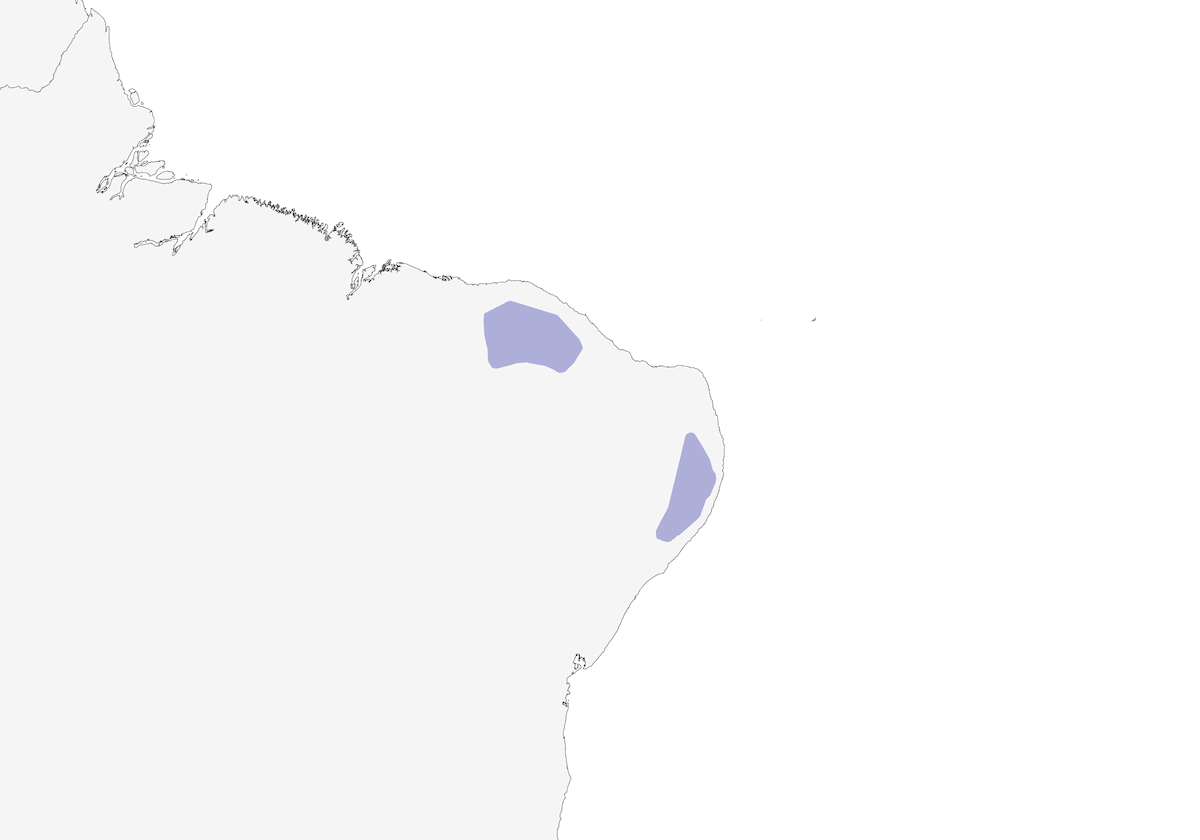 Buff-breasted Tody-Tyrant, Distribution 1