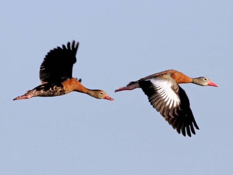 Black-bellied Whistling-Duck (Dendrocygna autumnalis)