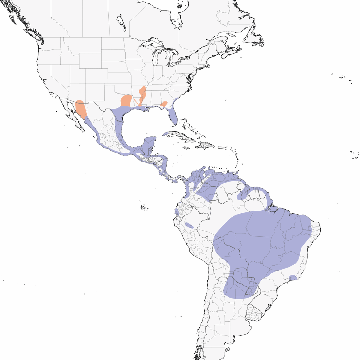Dendrocigna ventrenigro, Distribuzione 1