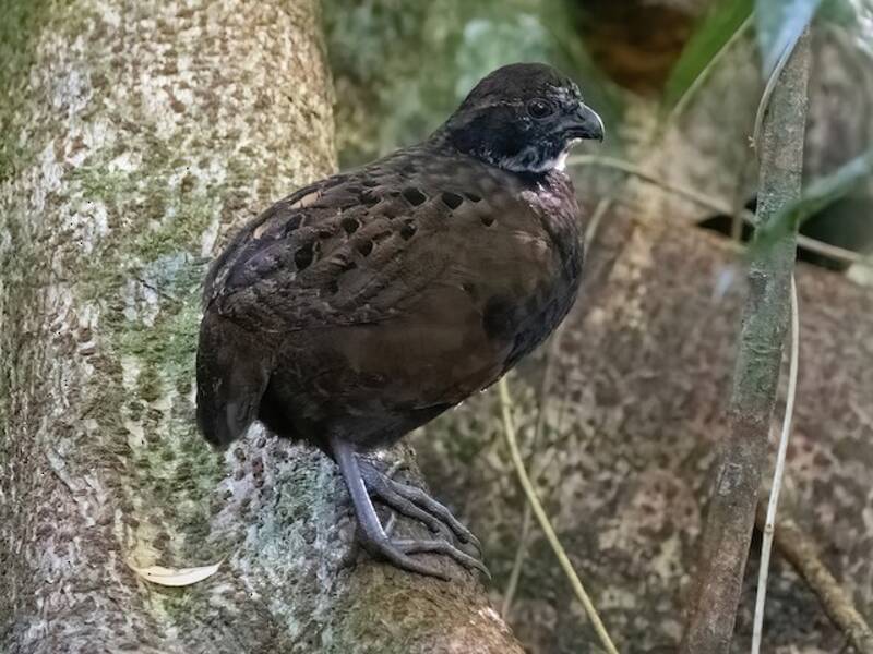 Black-breasted Wood-Quail, Photos 3