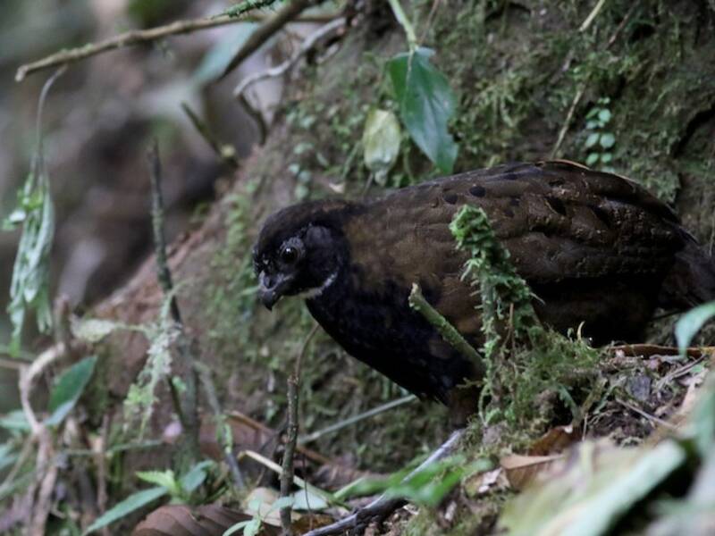 Black-breasted Wood-Quail, Photos 2