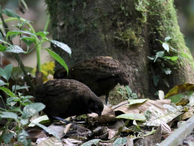 Black-breasted Wood-Quail, Photos 4