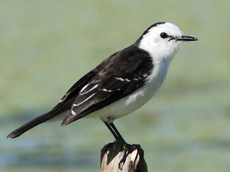 Tiranno acquatico dal dorso nero