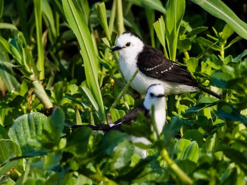 Tiranno acquatico dal dorso nero, Foto 4