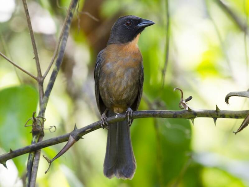 Black-cheeked Ant-Tanager, 照片 3