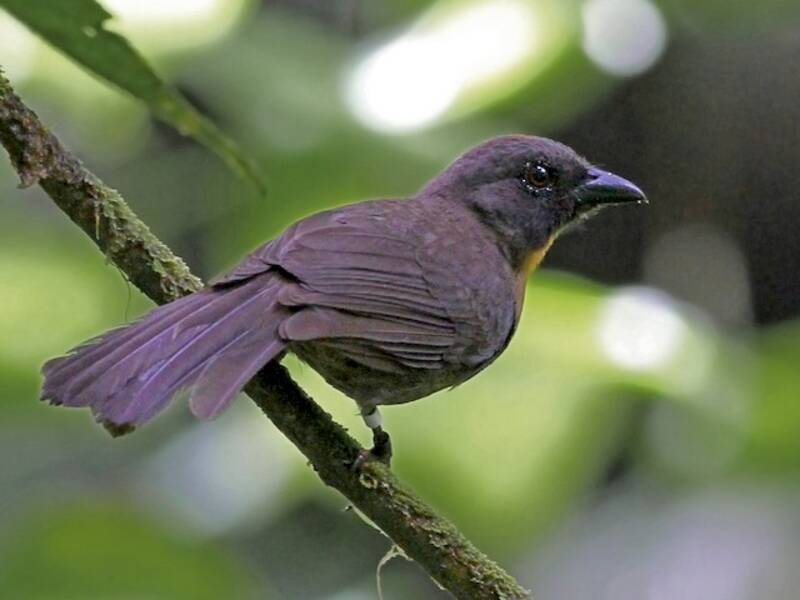 Black-cheeked Ant-Tanager