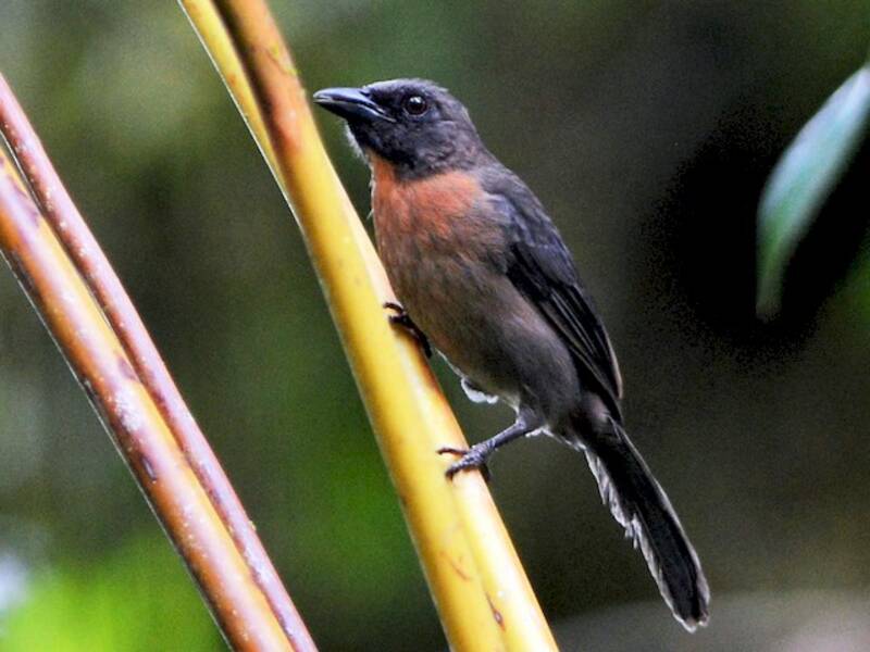 Black-cheeked Ant-Tanager, 照片 2