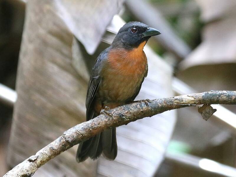 Black-cheeked Ant-Tanager, 照片 4