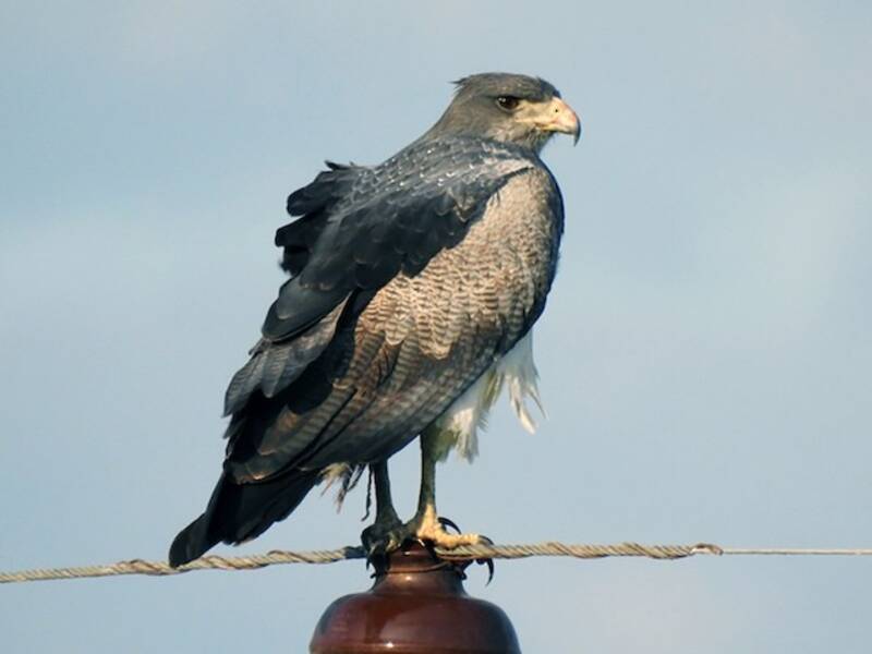 Black-chested Buzzard-Eagle, Photos 4