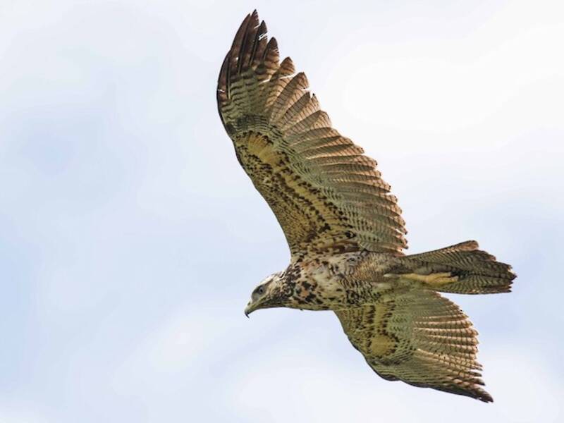 Black-chested Buzzard-Eagle, Photos 3