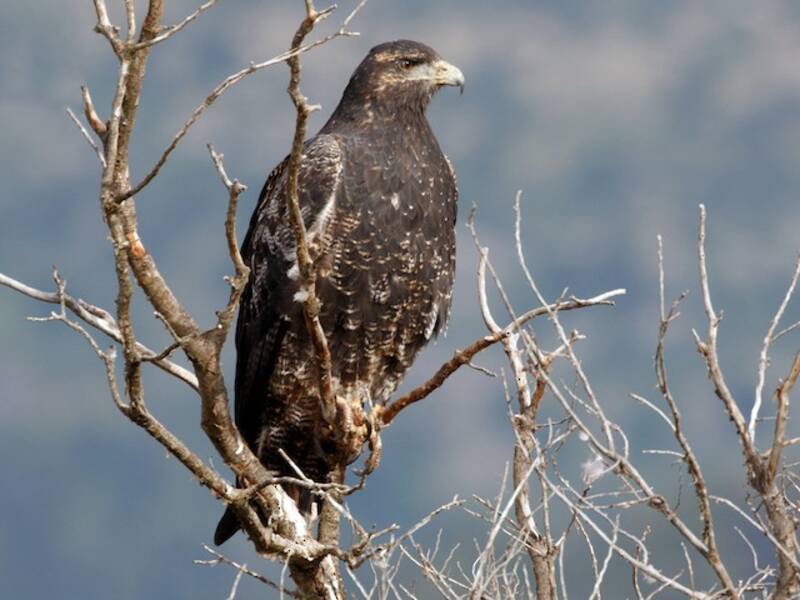 Black-chested Buzzard-Eagle
