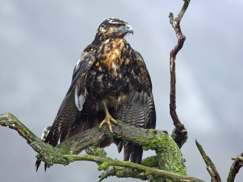Black-chested Buzzard-Eagle, Photos 2