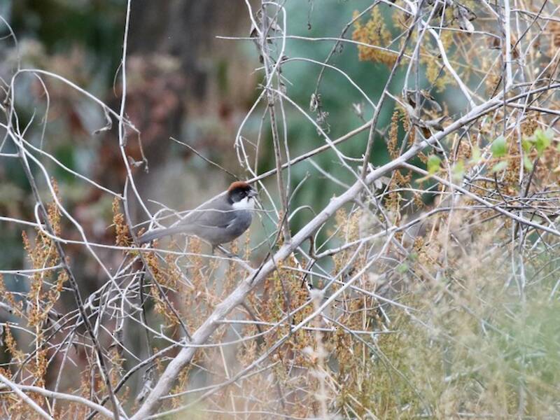 Bay-crowned Brushfinch