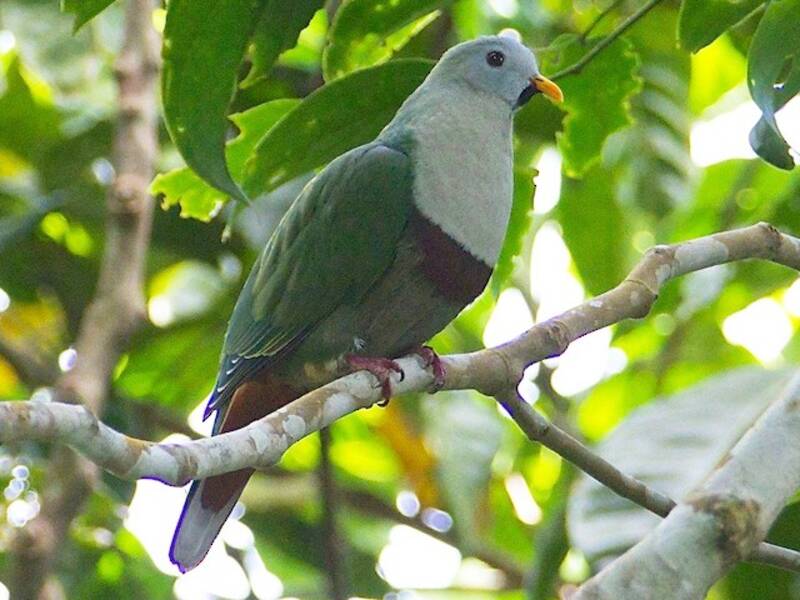 Black-chinned Fruit-Dove, 照片 3