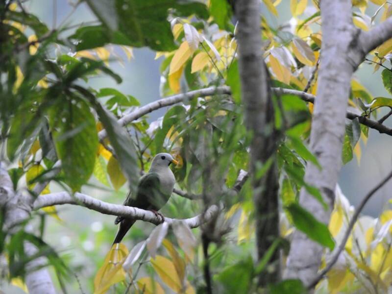 Black-chinned Fruit-Dove, 照片 4