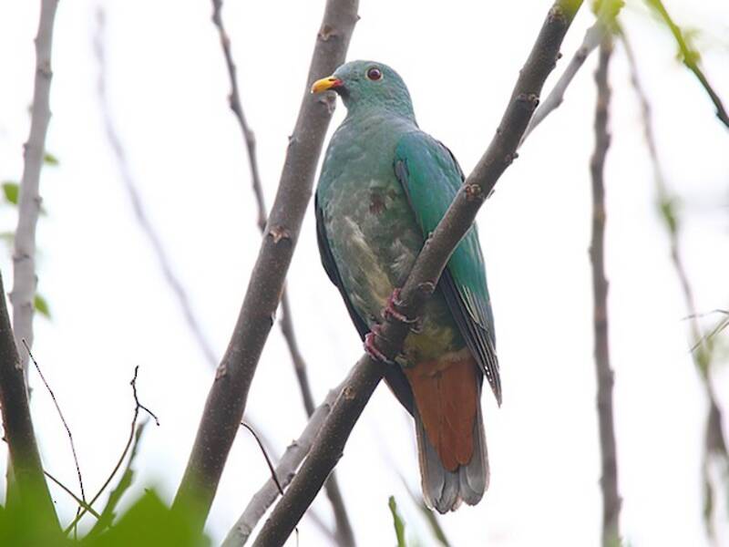 Black-chinned Fruit-Dove, 照片 2