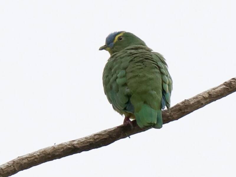 Blue-capped Fruit-Dove, 照片 3