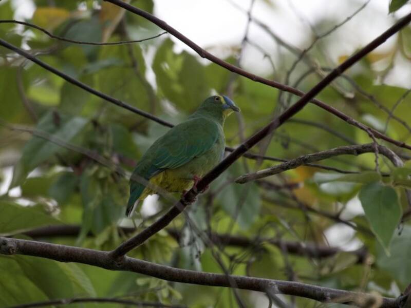Blue-capped Fruit-Dove