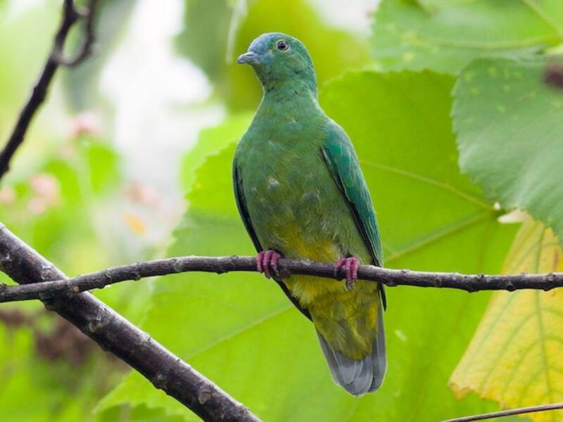 Blue-capped Fruit-Dove, 照片 2