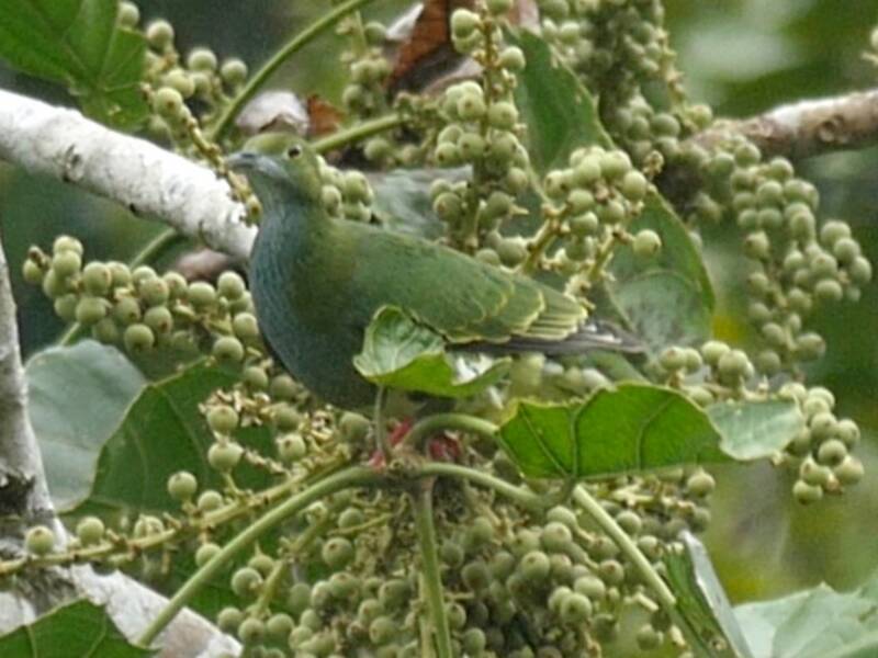 Blue-capped Fruit-Dove, 照片 4