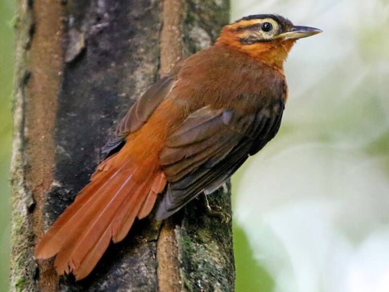 Black-capped Foliage-gleaner, 照片 3
