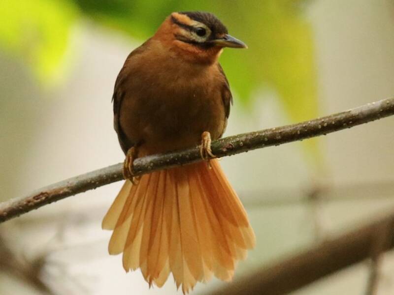 Black-capped Foliage-gleaner, 照片 4