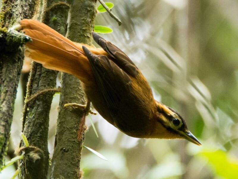 Black-capped Foliage-gleaner