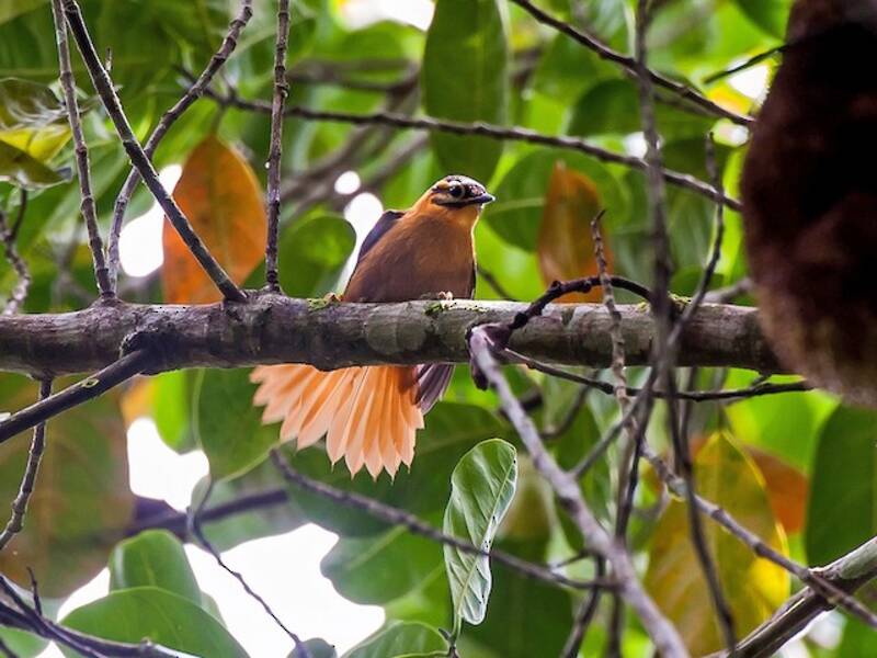 Black-capped Foliage-gleaner, 照片 2