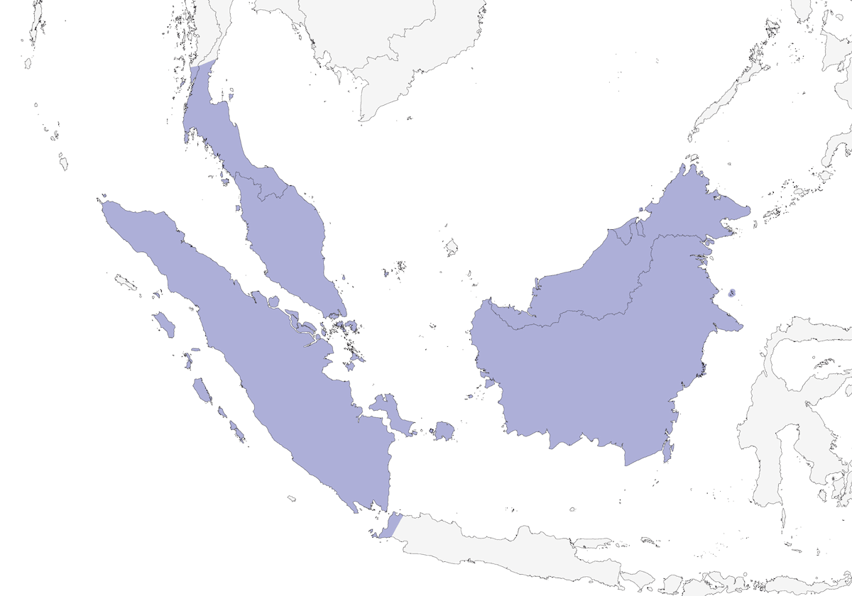 Coryllis à tête bleue, Distribution 1