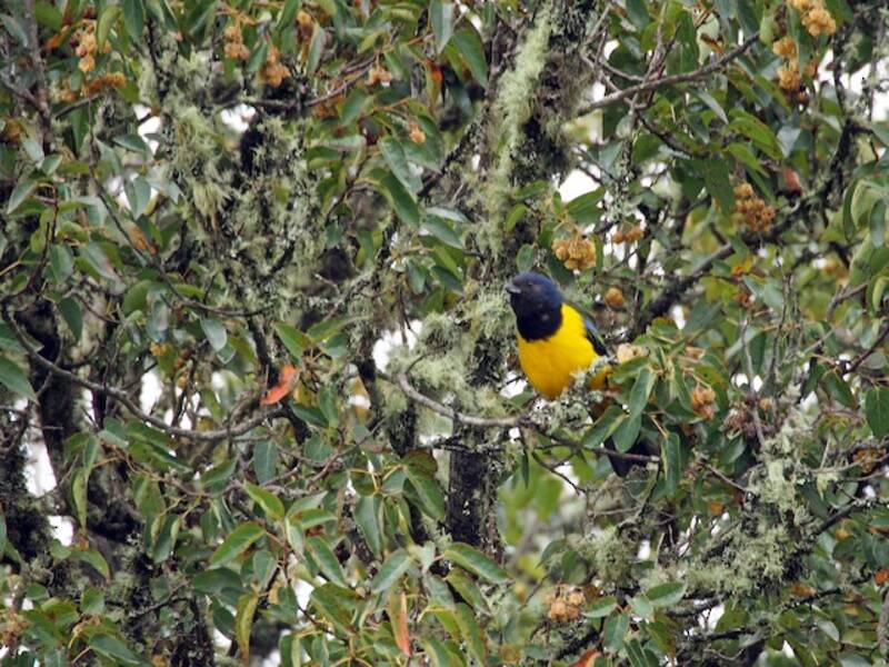 Tangara Serrana Pechinegra, Fotos 4