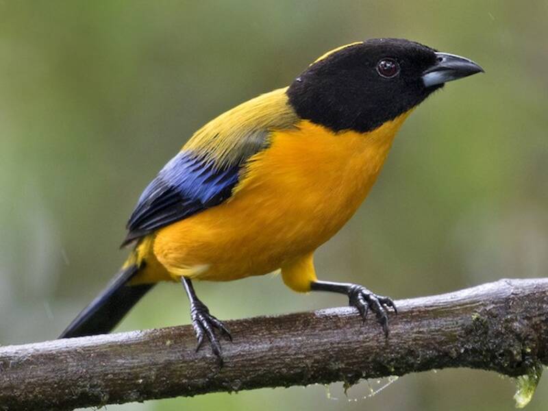 Black-chinned Mountain Tanager, 照片 3