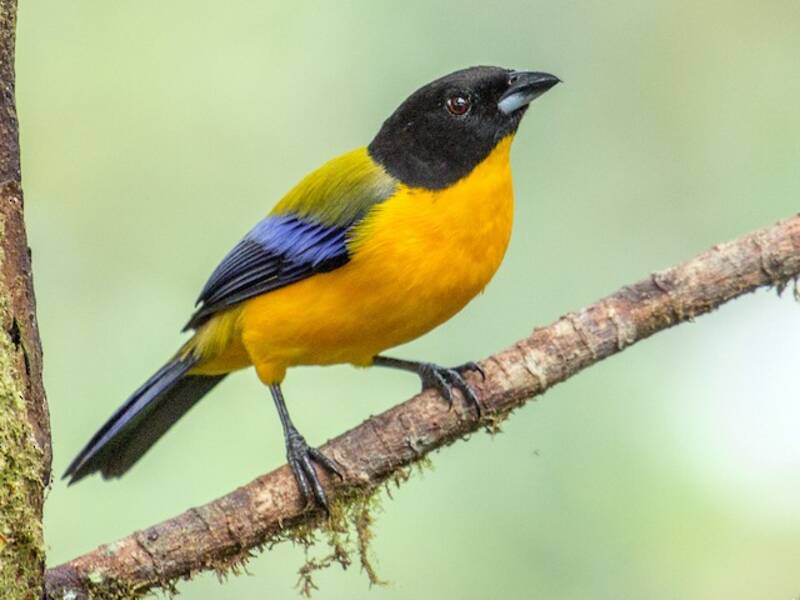 Black-chinned Mountain Tanager, 照片 4