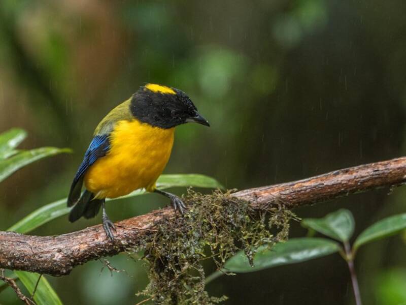 Black-chinned Mountain Tanager, 照片 2
