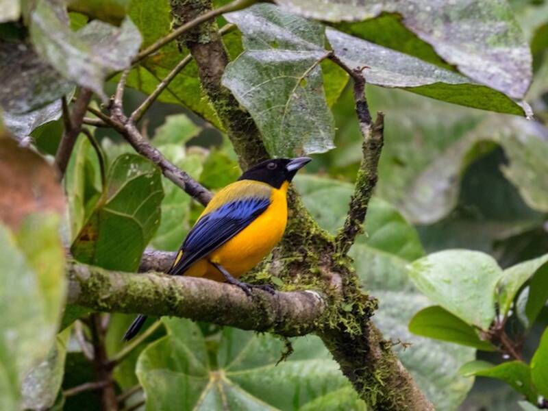 Black-chinned Mountain Tanager