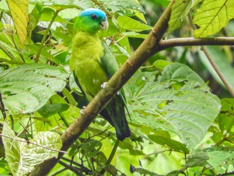 Blue-crowned Racquet-tail, Photos 2