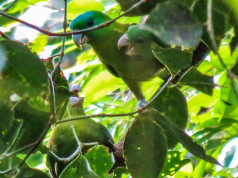 Blue-crowned Racquet-tail