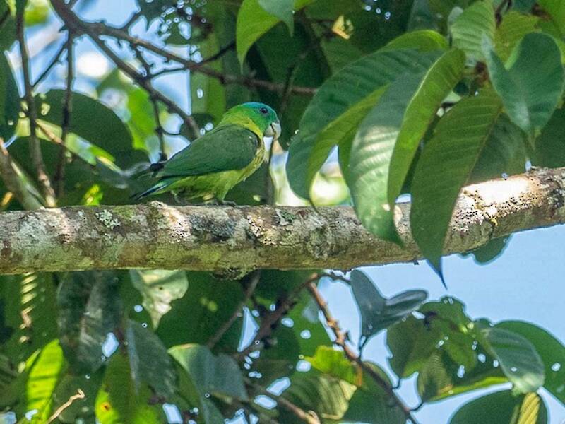 Blue-crowned Racquet-tail, Photos 3